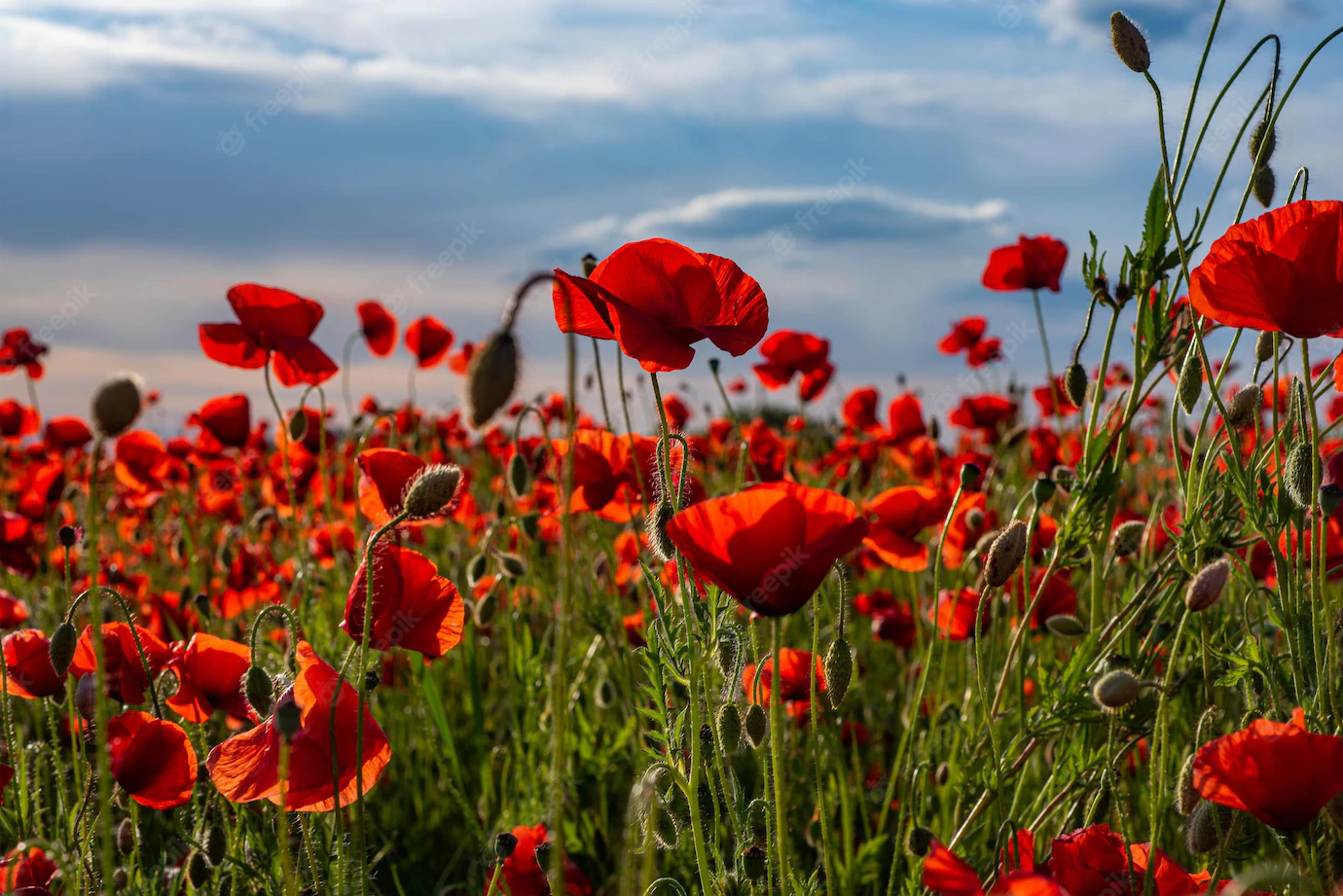 field of poppies against a blue sky